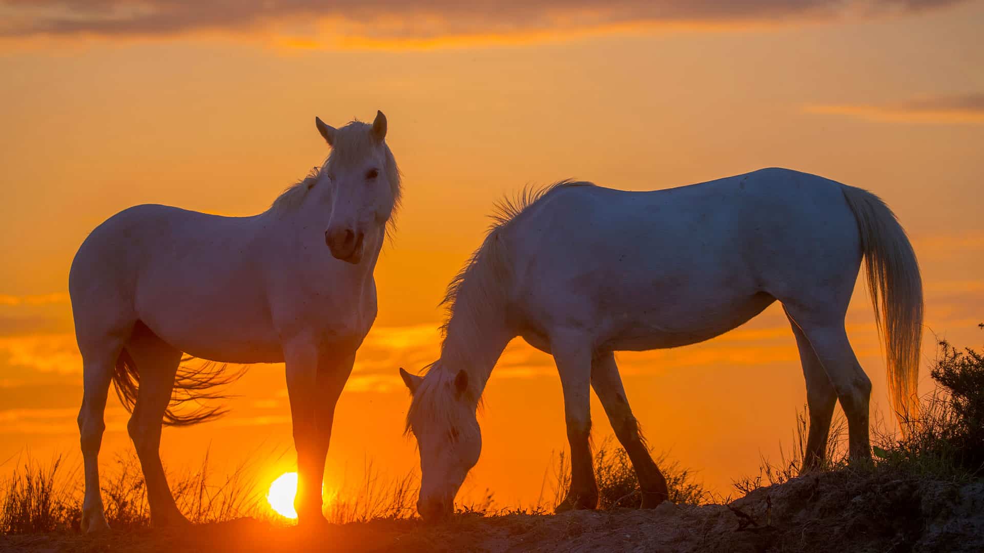 horse-riding-mountain-biking-camping-les-restanques